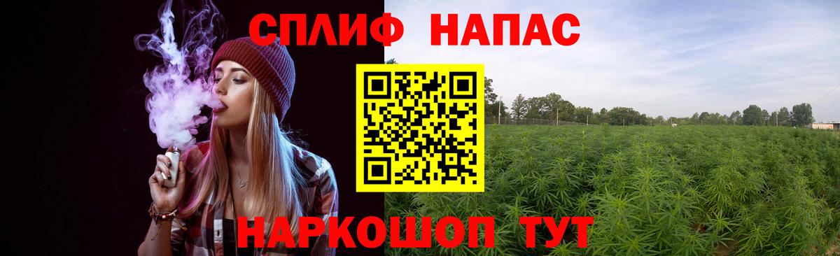 Конопля гибрид Щёкино